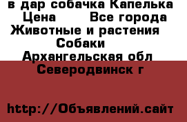 в дар собачка Капелька › Цена ­ 1 - Все города Животные и растения » Собаки   . Архангельская обл.,Северодвинск г.